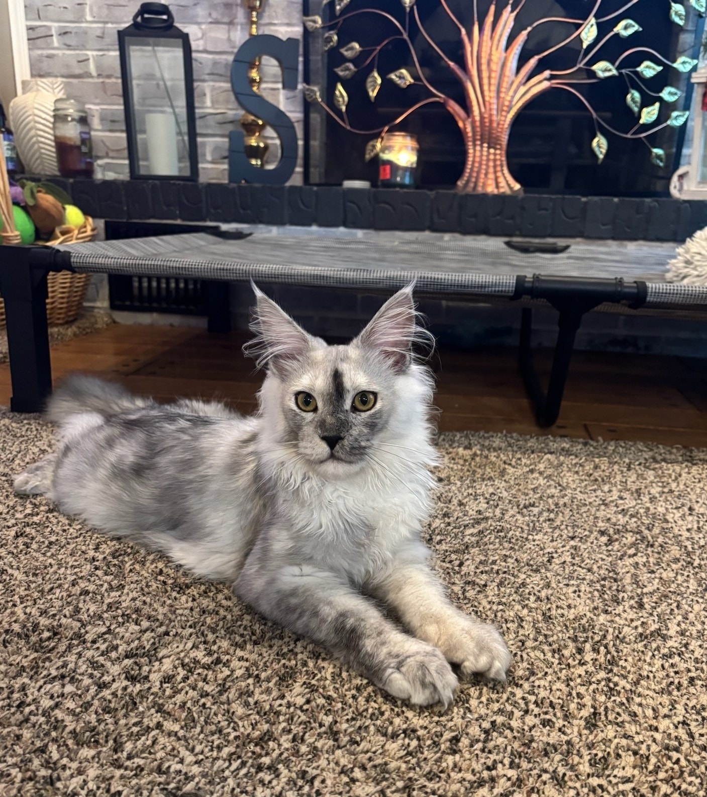 Mufasa — Maine Coon King portrait