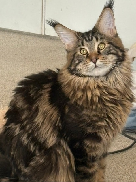 Mufasa