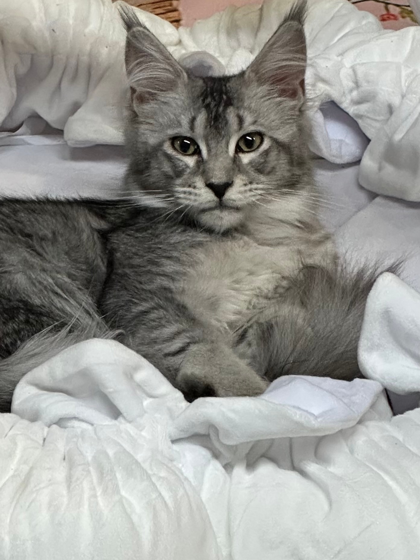 Marley
