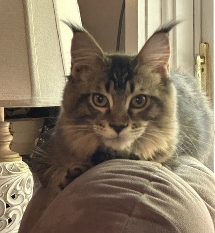 Oakley